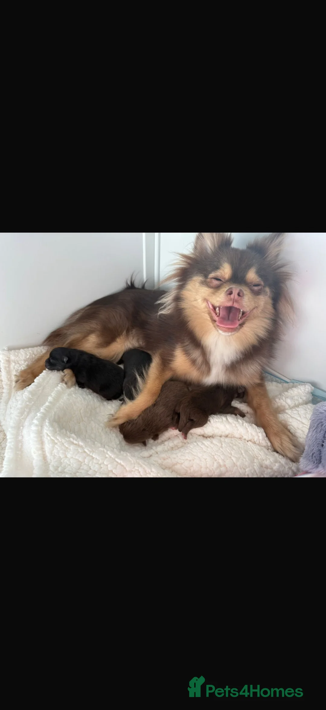 Pomeranian dogs for sale: Pomeranian puppies - Advert 1
