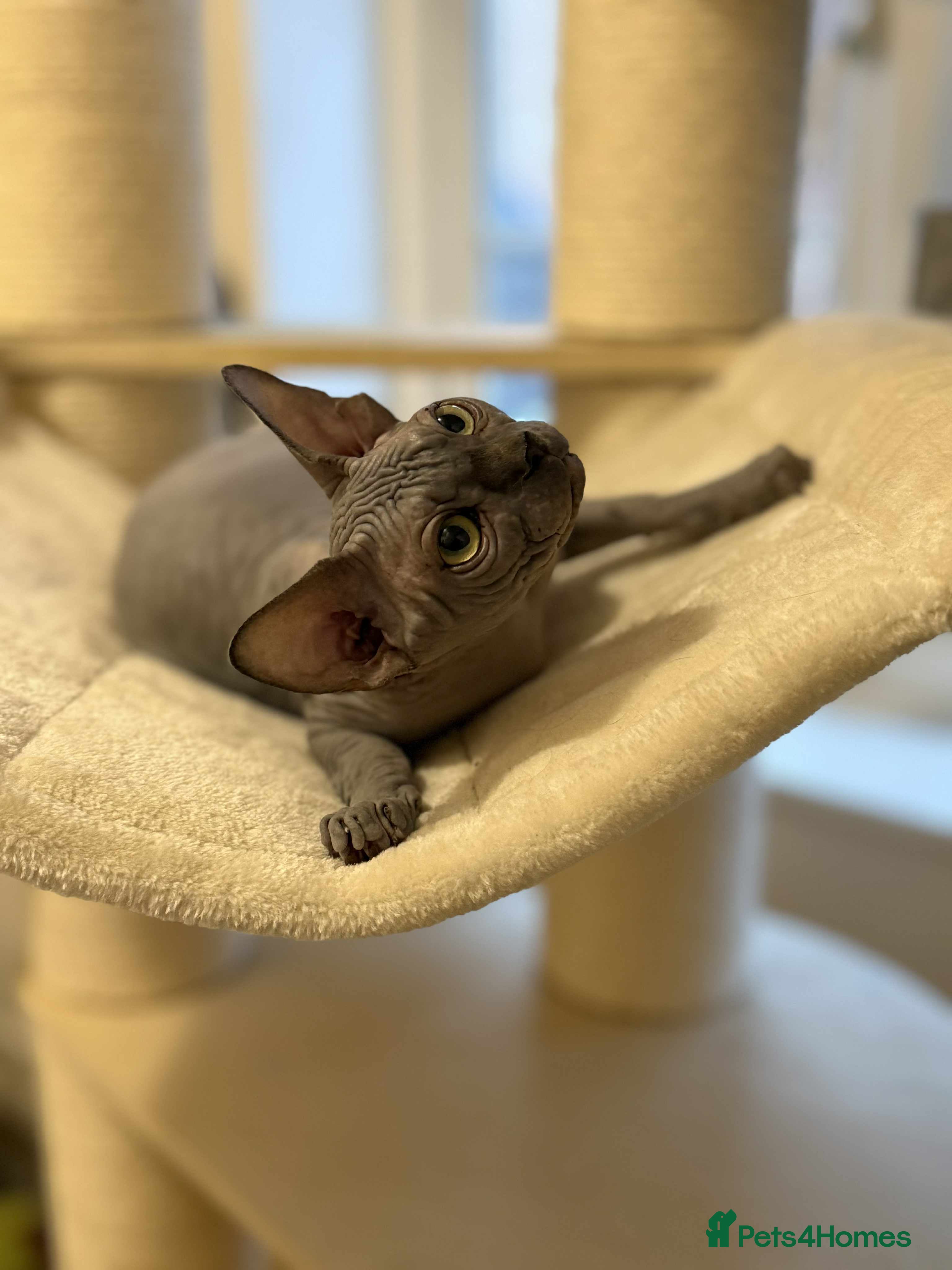 Sphynx cats Emaidacanadiansphynx - Advert 1