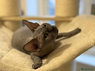 Sphynx cats Emaidacanadiansphynx - Advert 1