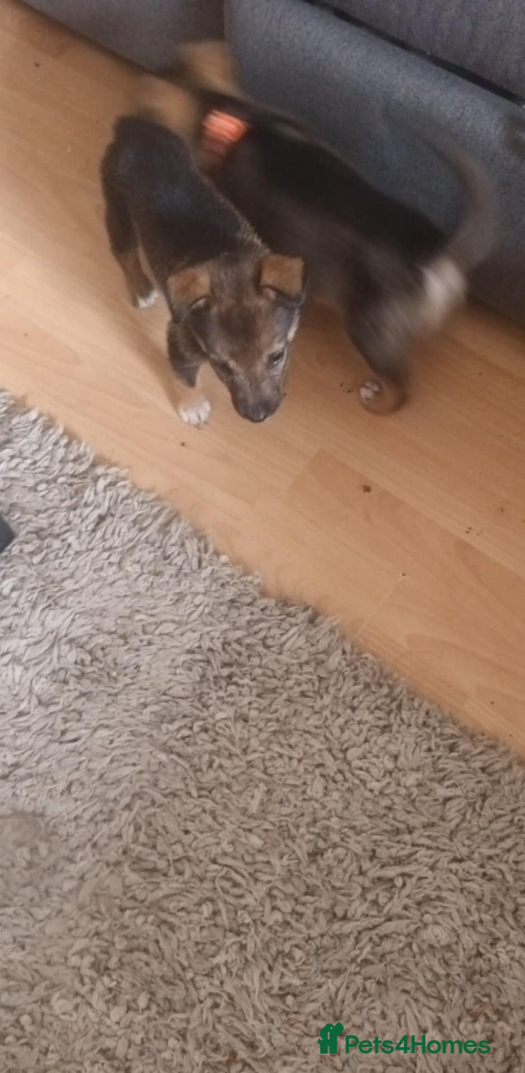 Mixed Breed dogs for sale: Gorgeous German shepherd x puppies  - Image 10