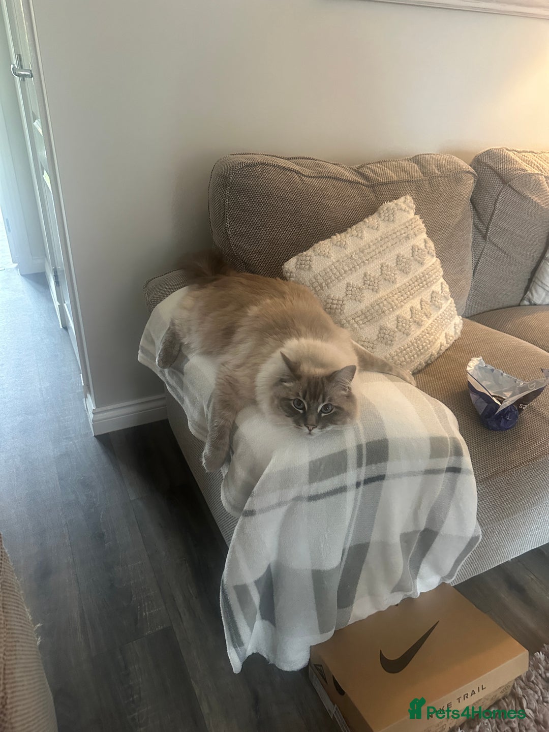 Ragdoll cats for sale: Ted 4yr old Blue Tabby Point Ragdoll for rehoming  - Image 7
