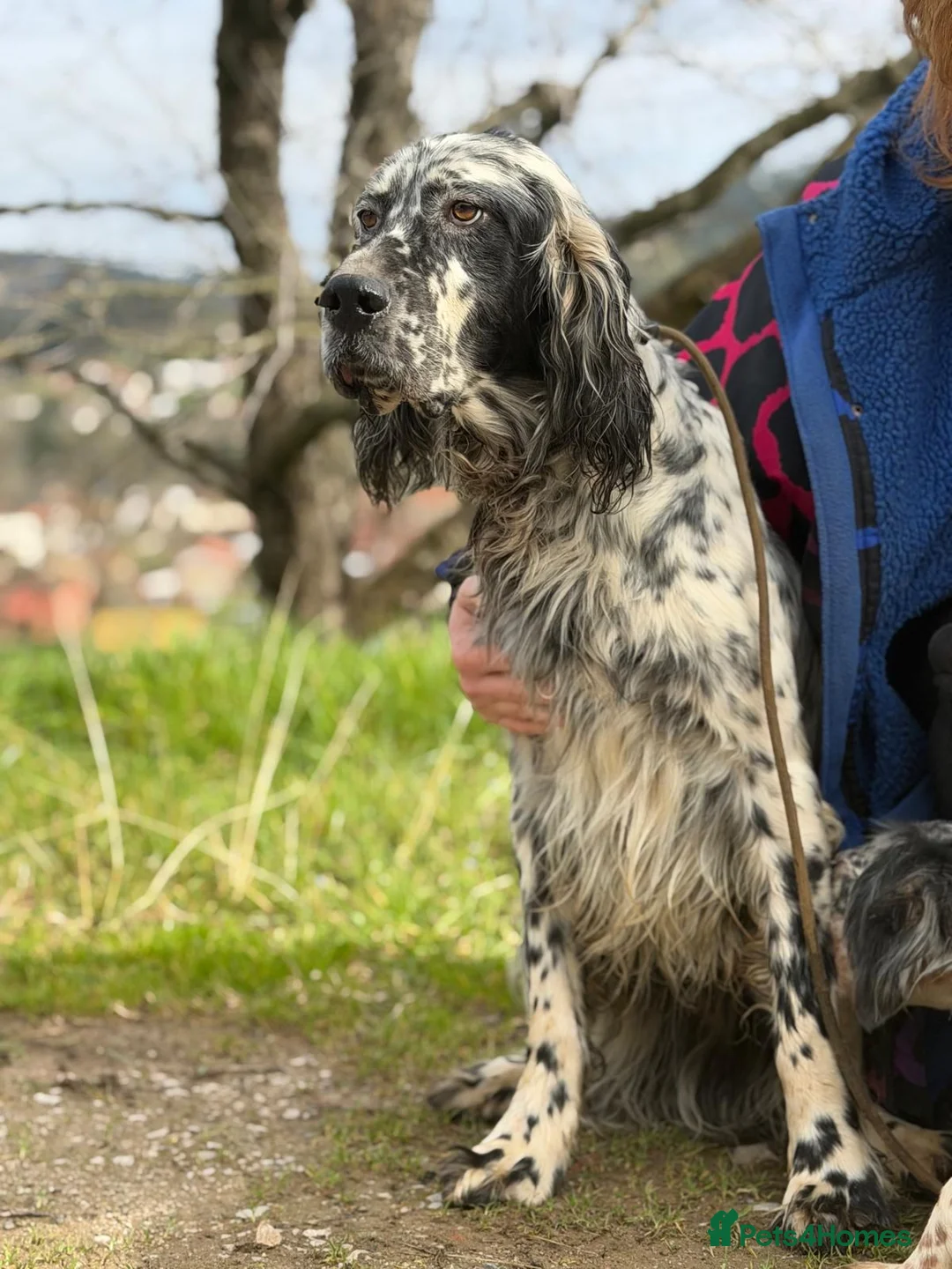 English Setter dogs for adoption: Bruno - Advert 9