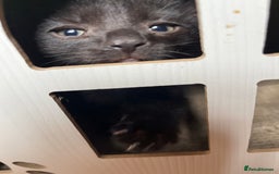 British Shorthair cats for sale: Kittens  - Image 2