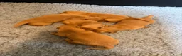 Golden Retriever dogs for sale: Happy healthy puppies - Advert 6