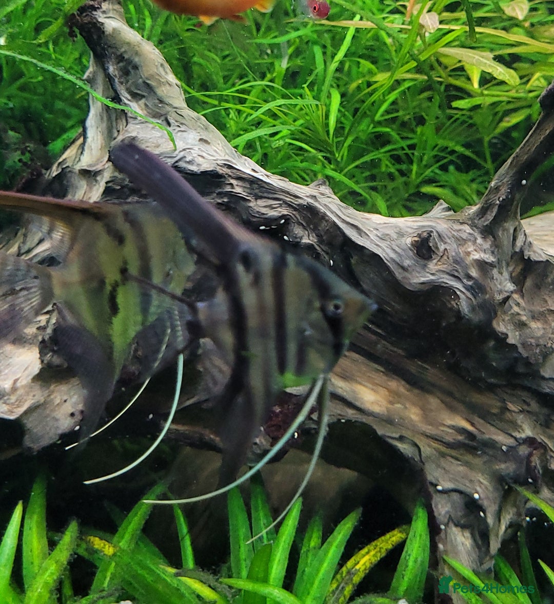 Angelfish fish for sale: Old school standard stripes Angel Fish - Advert 14
