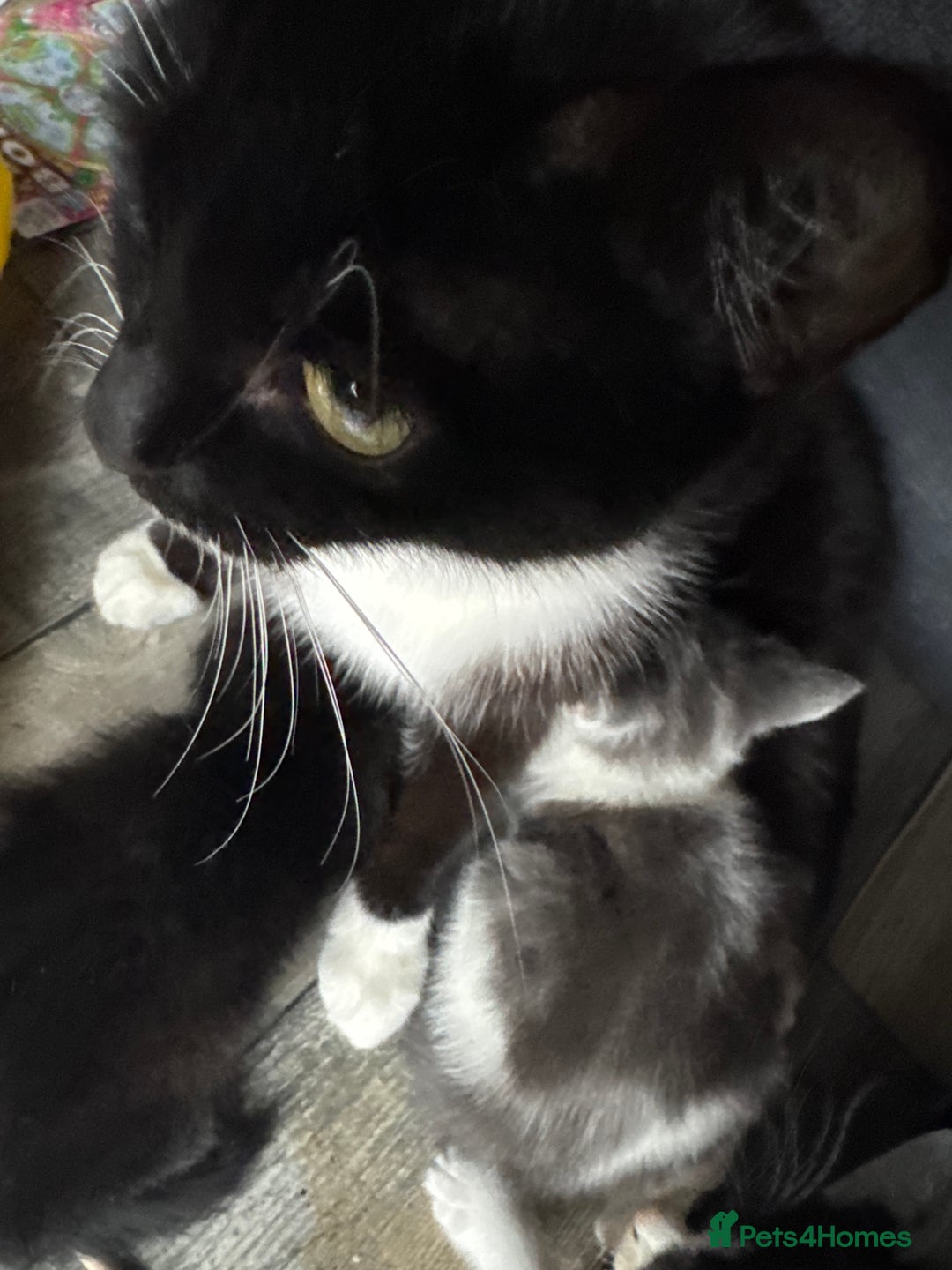 Mixed Breed cats for sale: Kitten - Image 4