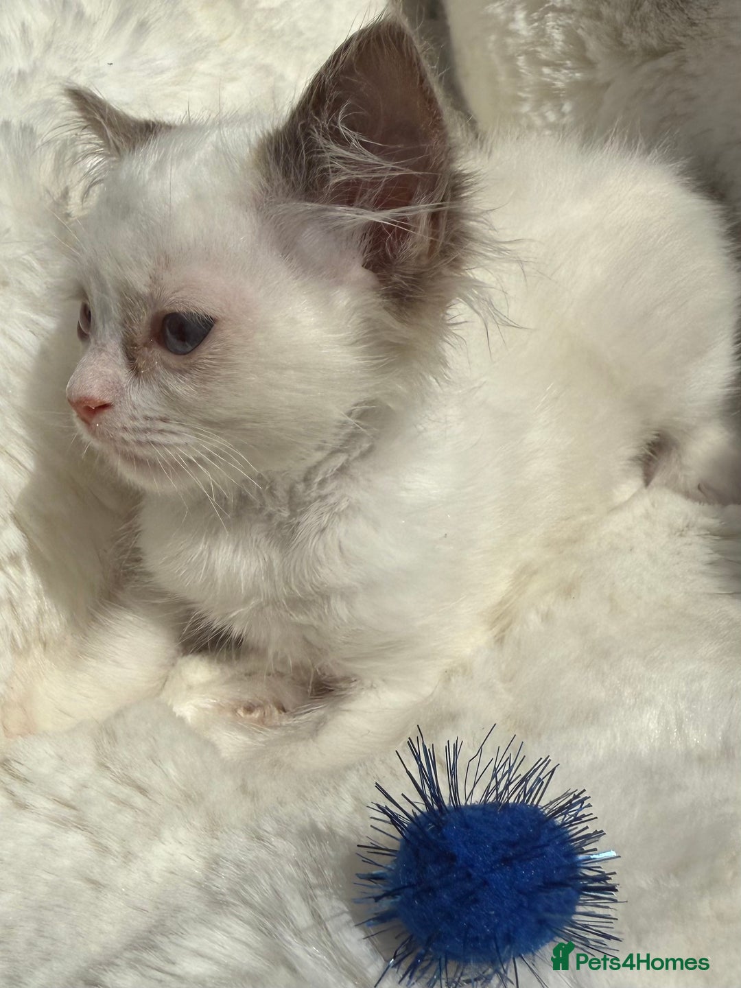 Ragdoll cats for sale: 💙🩷GCCF RAGDOLL KITTENS M&F 9WKS NEUT & SPAYED 🥇 - Image 37