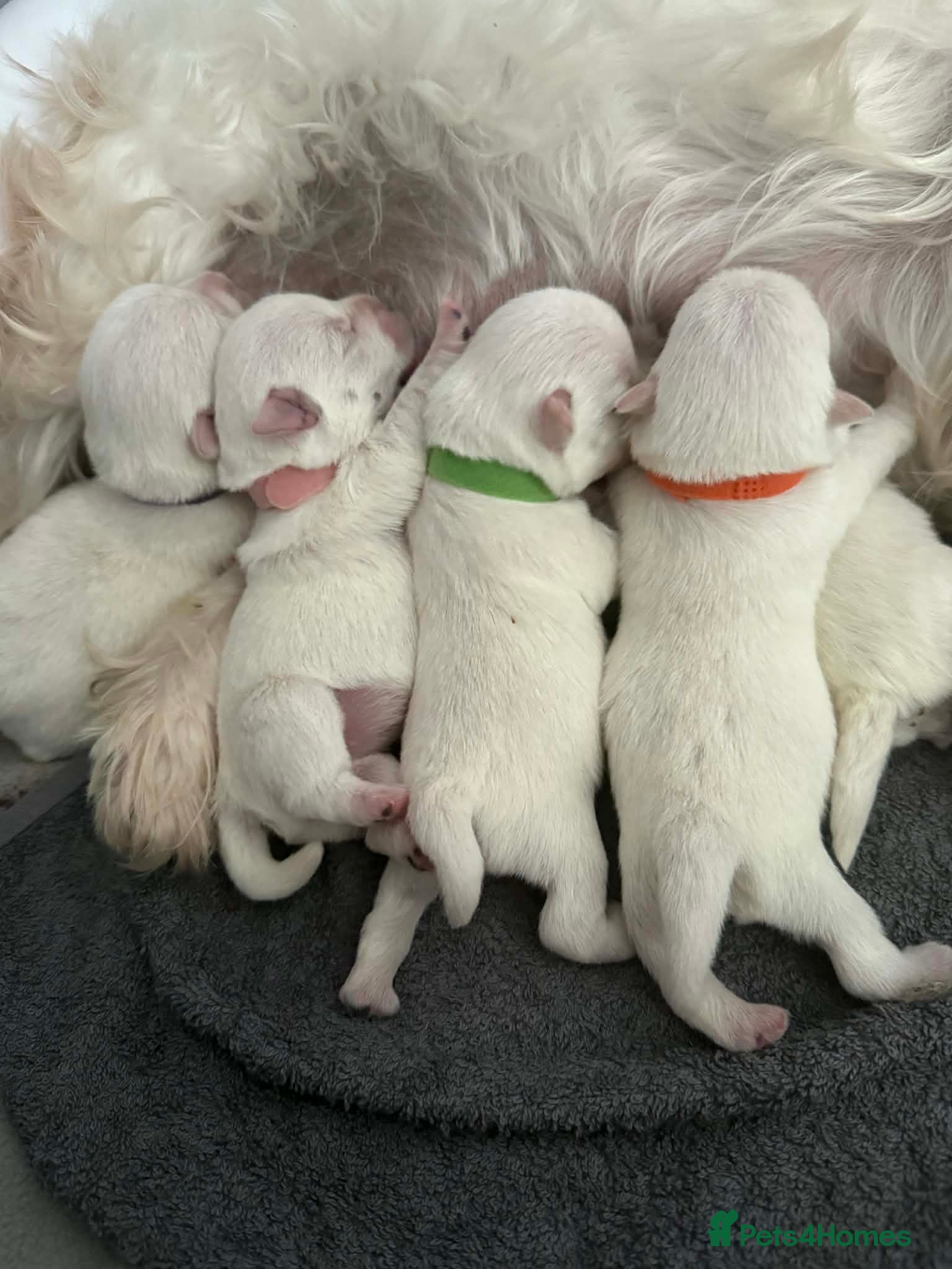 West Highland Terrier dogs for sale: Beautiful Westie puppies  - Advert 1