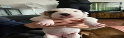 Mixed Breed dogs for sale: 4 Little Girls - Advert 12