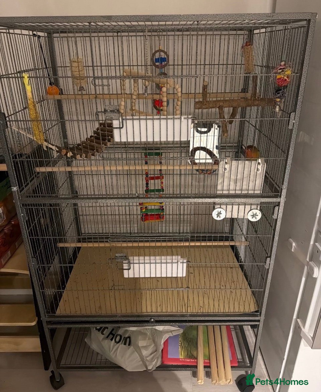 Lovebirds birds Love bird with XL cage and Large cage  - Advert 1