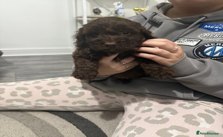 Cockapoo dogs - Advert 18