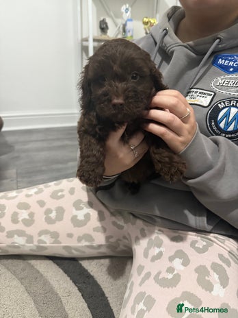 Cockapoo dogs - Advert 18