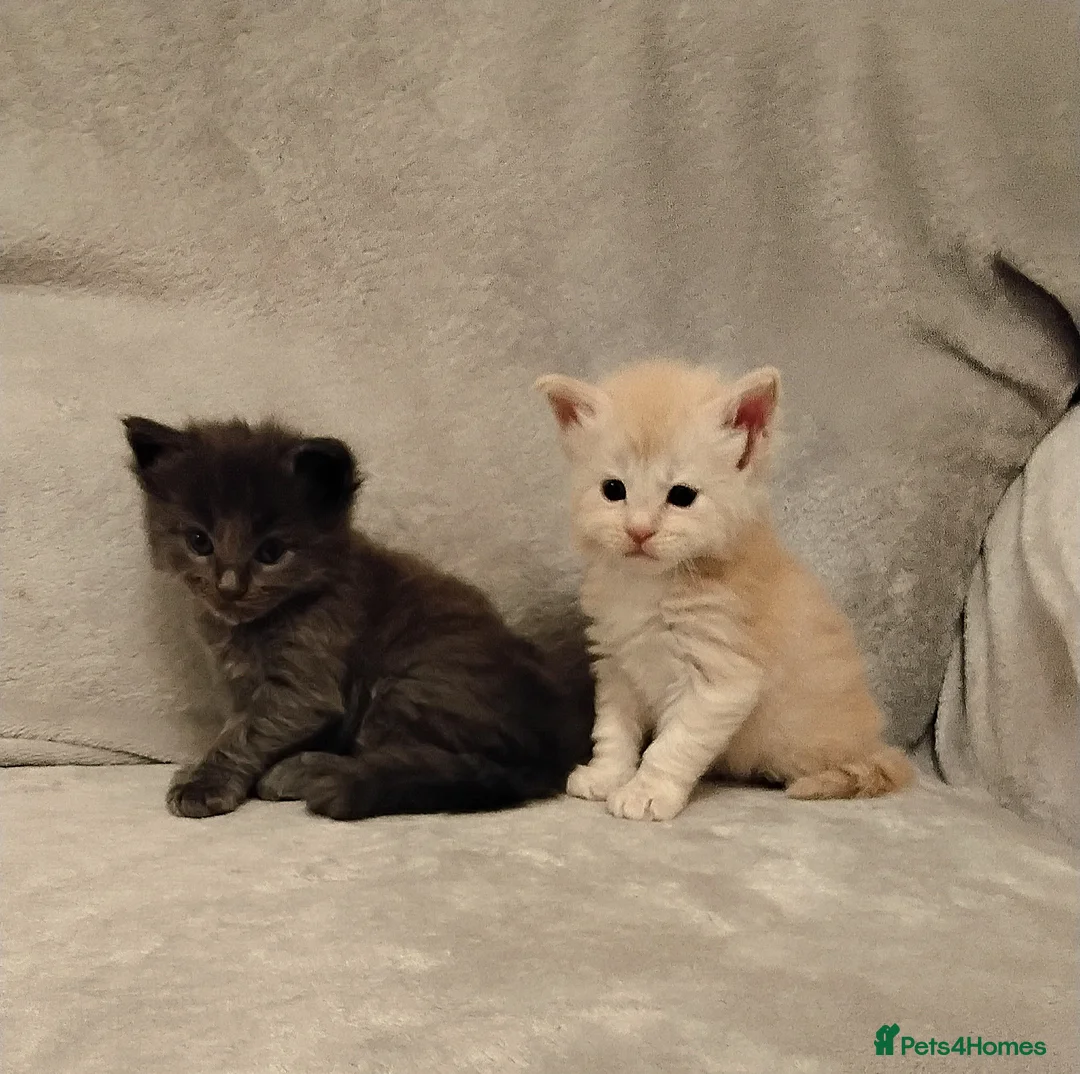 Maine Coon cats for sale: Exceptional Maine Coon kittens available - Advert 17