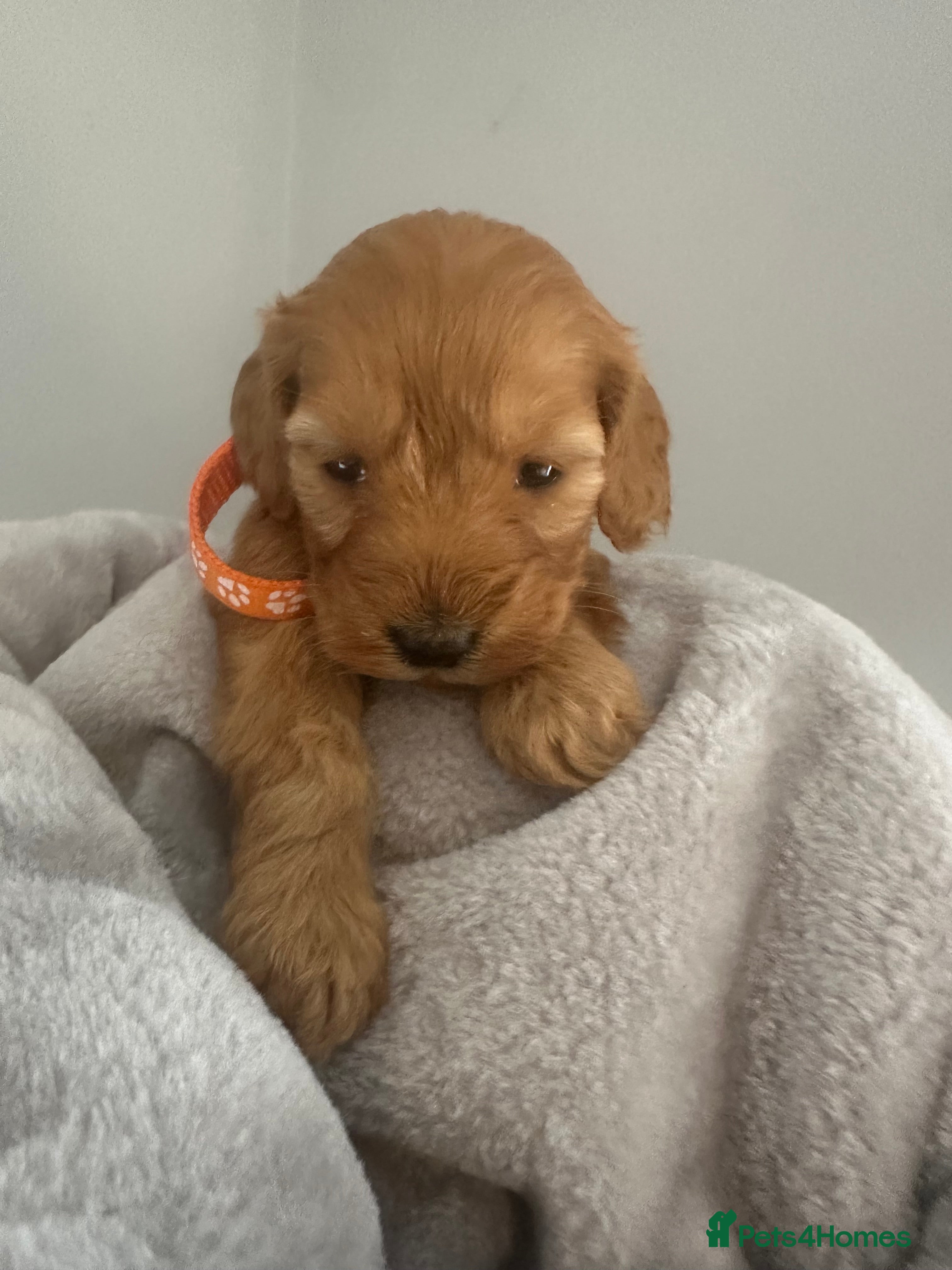 Cockapoo dogs Stunning 2 fully health tested  cockapoos 27 dec  - Advert 5