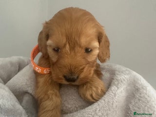 Cockapoo dogs Stunning 2 fully health tested cockapoos 27 dec - Advert 3