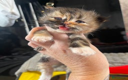 Mixed Breed cats for sale: Health Tested Perdolls - Image 16