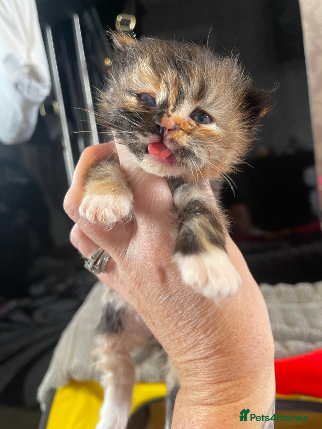 Mixed Breed cats for sale: Health Tested Perdolls - Image 16