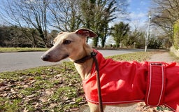 Whippet dogs for stud: PEDIGREE KC REGISTERED WHIPPET AT STUD in Salisbury - Image 10