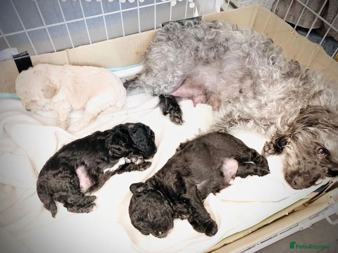 Toy Poodle dogs for stud: 7.5inch Toy HEALTH TESTED ASIAN IMPORT in Guildford - Advert 35