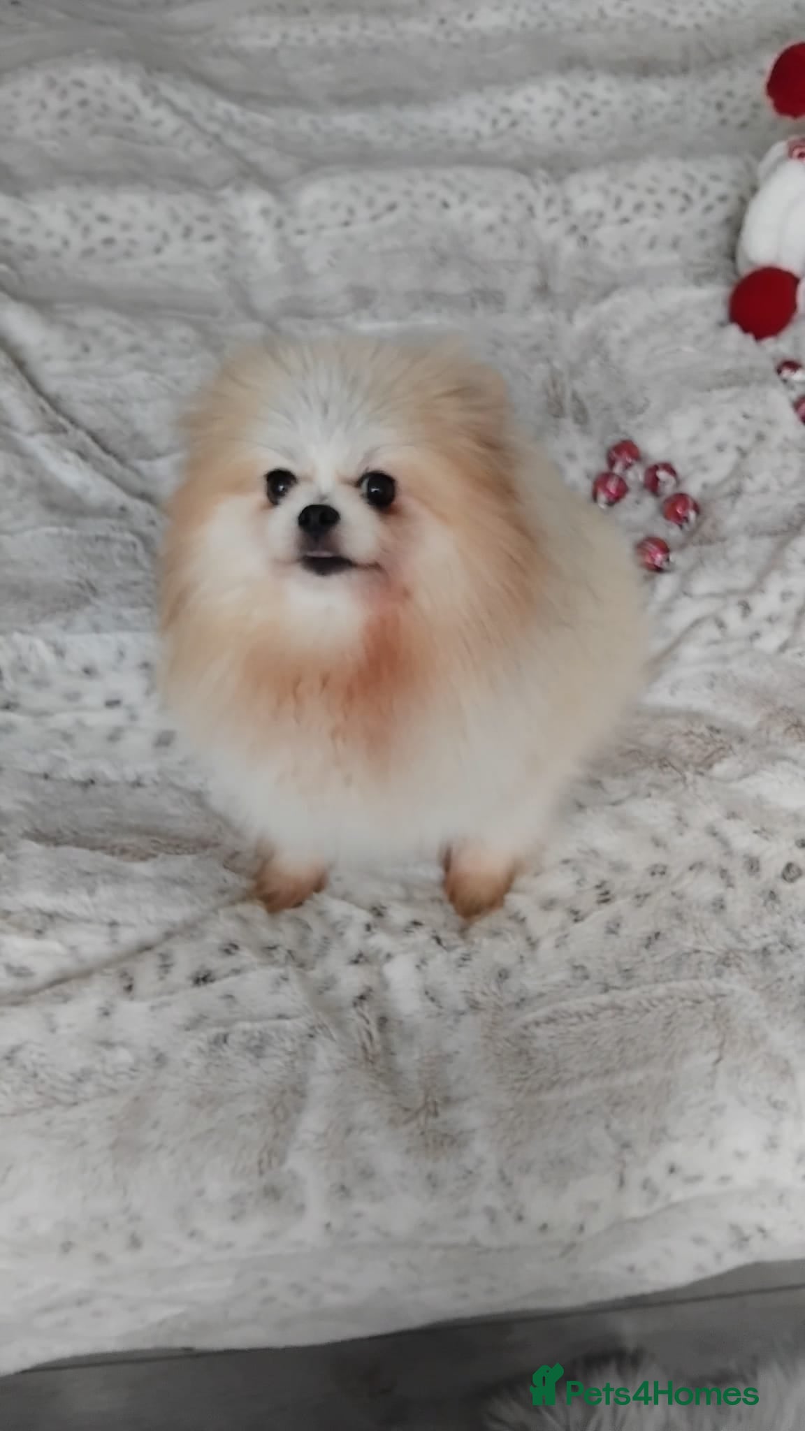 Pomeranian dogs Adorable Pomeranian Puppies for Sale  - Advert 1