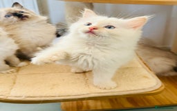 Ragdoll cats for sale: Gorgeous ragdoll kittens  - Image 11