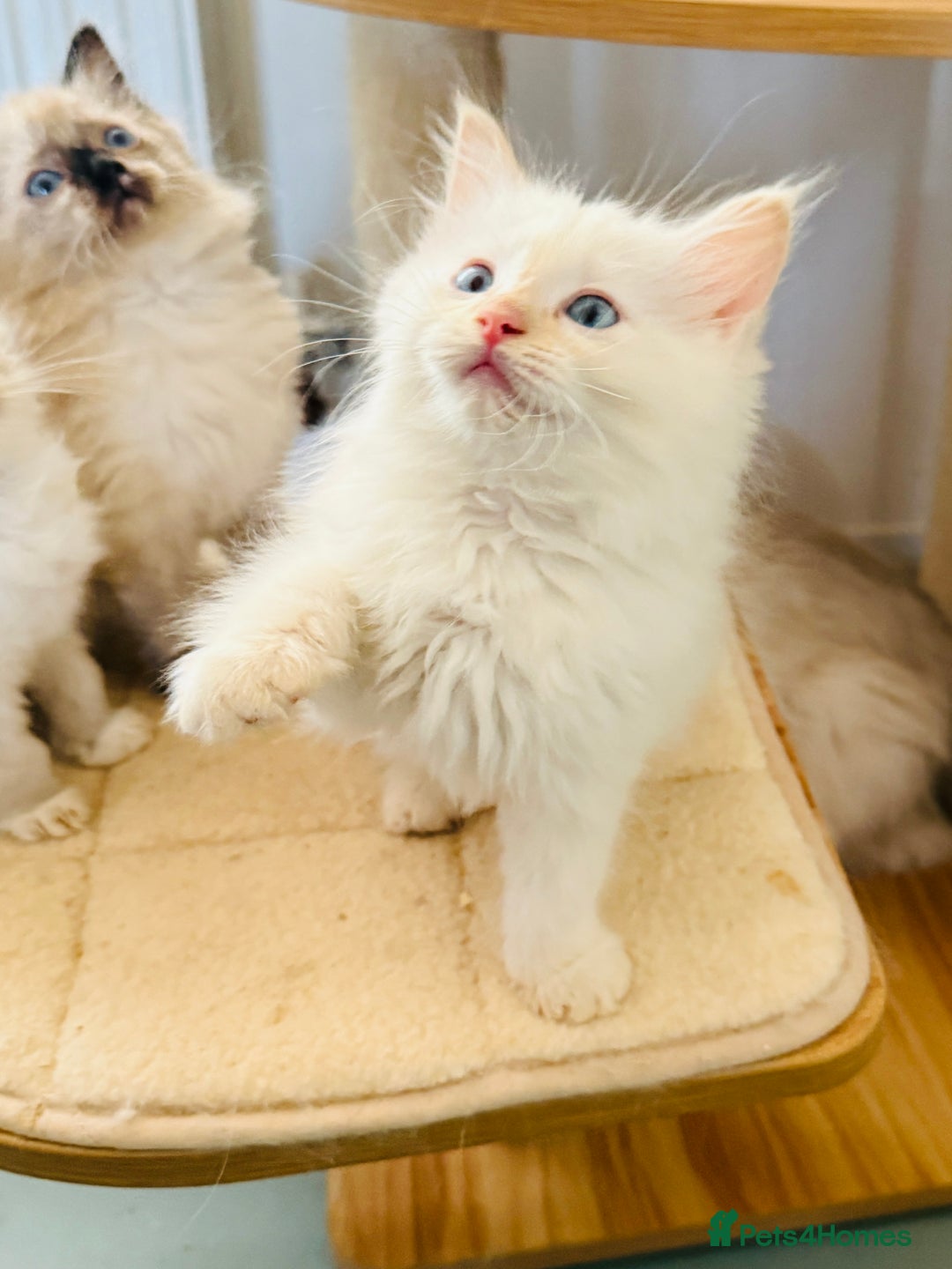 Ragdoll cats for sale: Gorgeous ragdoll kittens  - Image 11