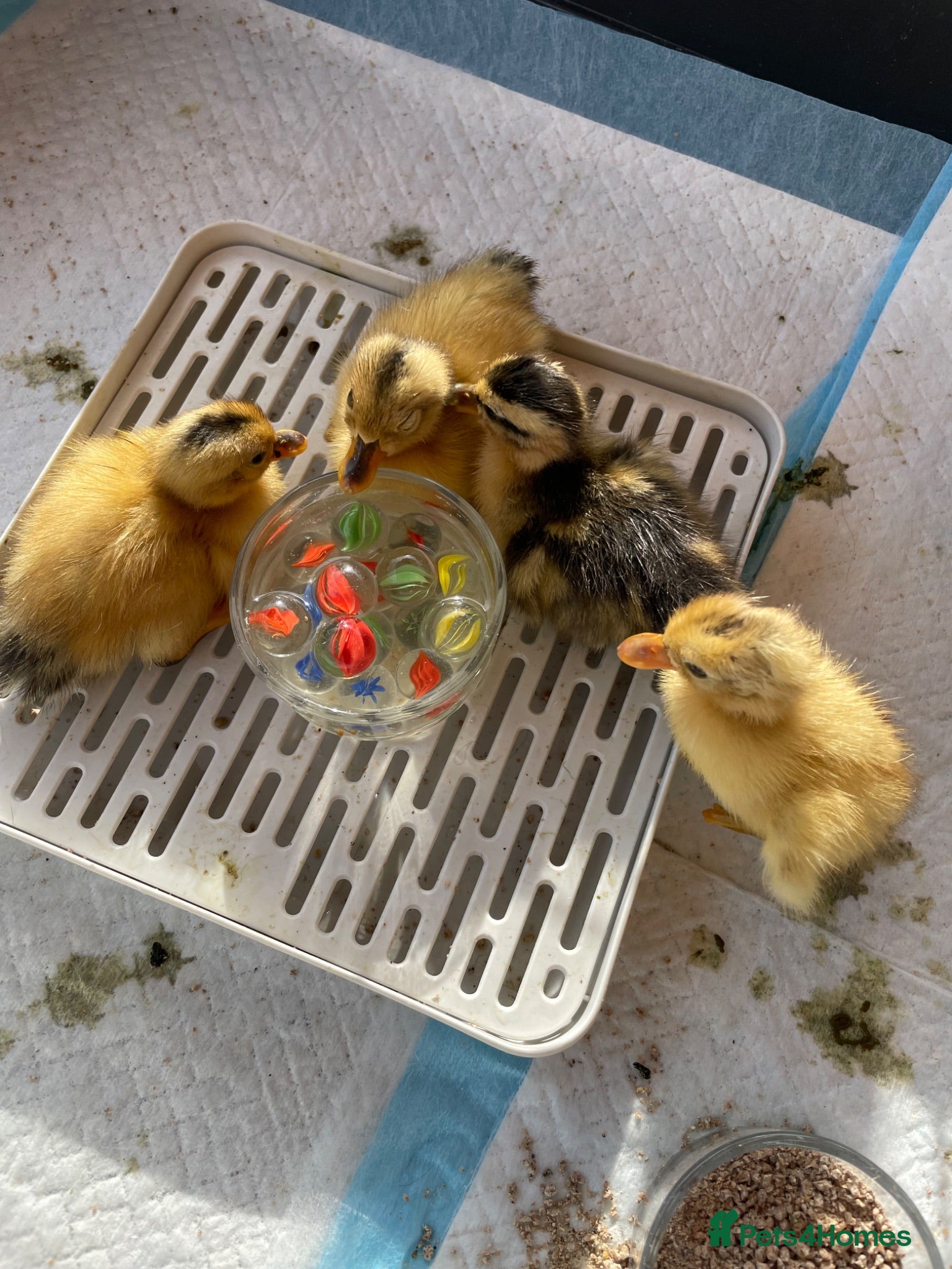 Ducks poultry Miniature Silver Appleyard Ducklings unsexed - Advert 2