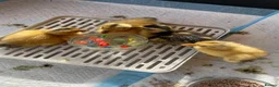 Ducks poultry for sale: Miniature Silver Appleyard Ducklings unsexed in Chichester - Advert 1