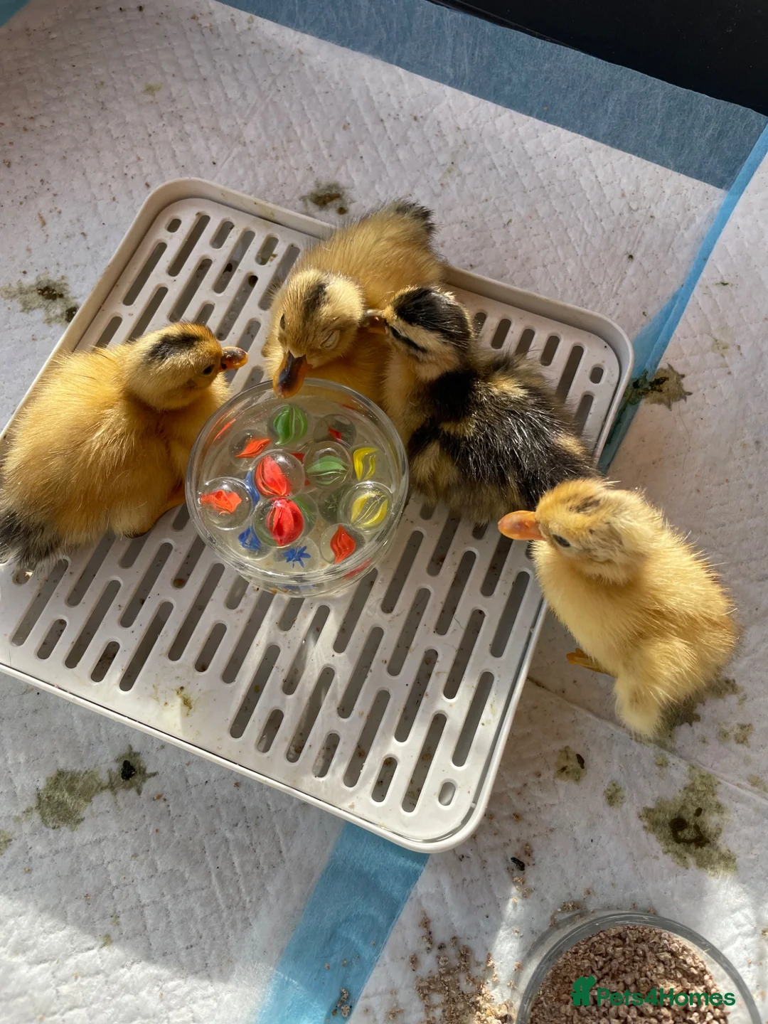 Ducks poultry for sale: Miniature Silver Appleyard Ducklings unsexed in Chichester - Advert 1