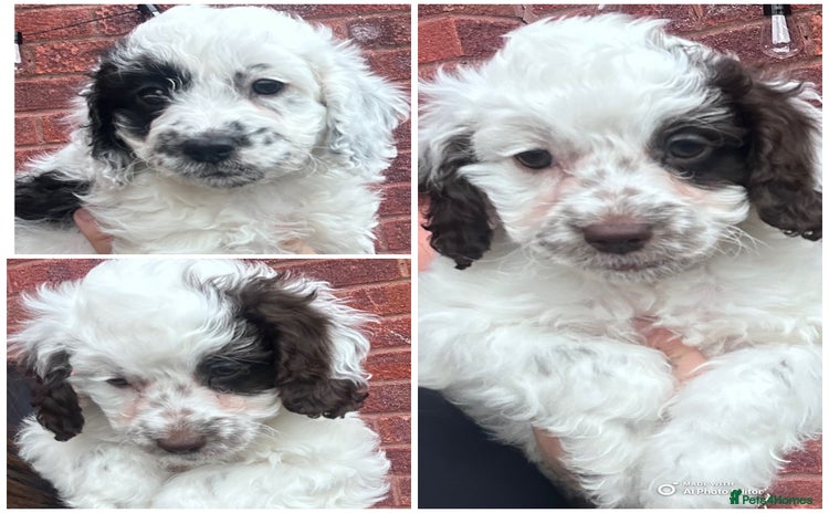 Cavapoo dogs - Advert 16
