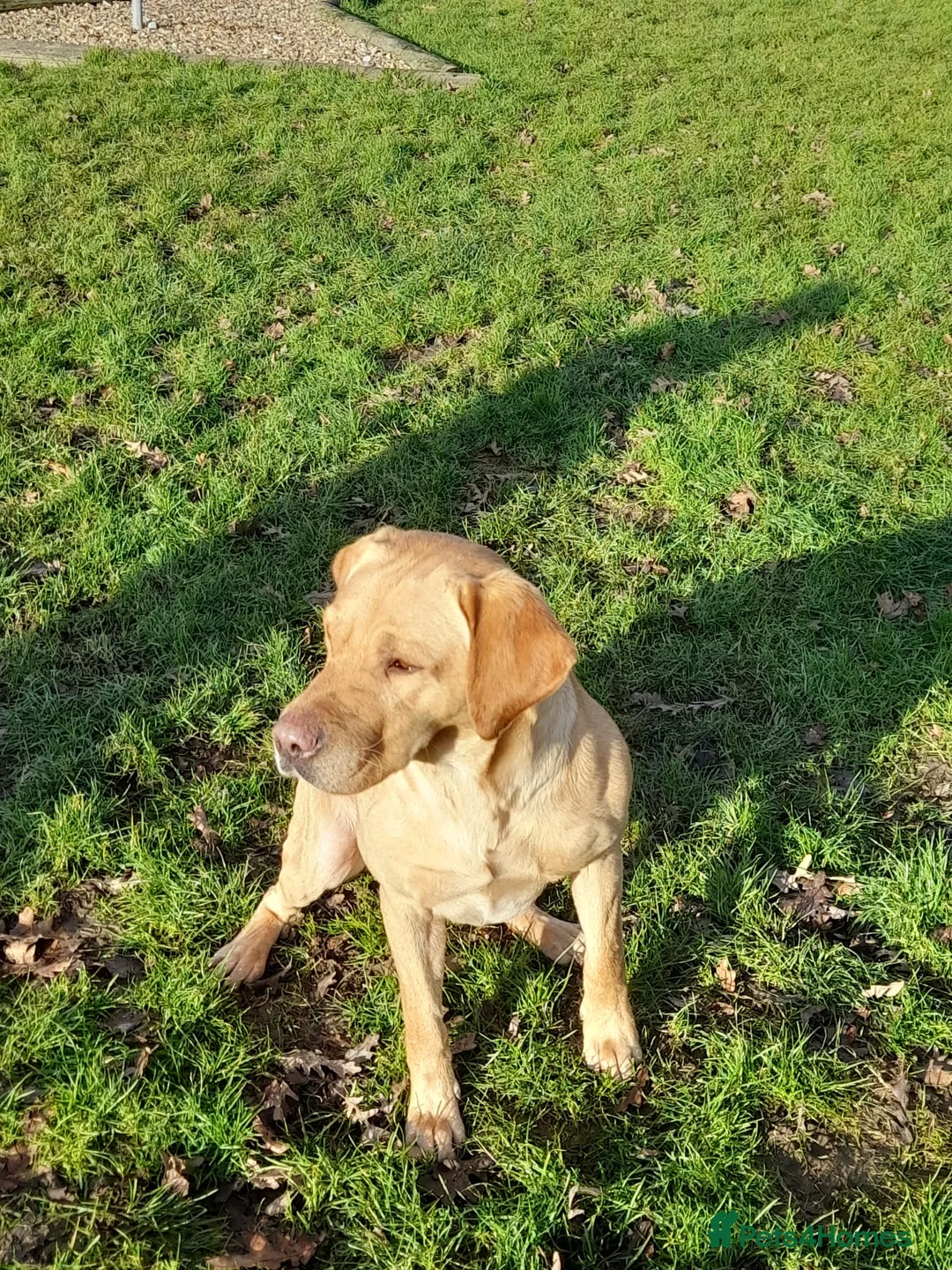 Labrador Retriever dogs for sale: Beautiful Labrador puppies - Advert 2