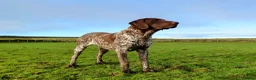 German Shorthaired Pointer dogs for stud: German Short Haired Pointer STUD - Advert 14
