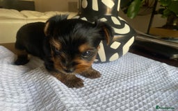 Yorkshire Terrier dogs for sale: Yorkshire Terrier puppies  - Image 10