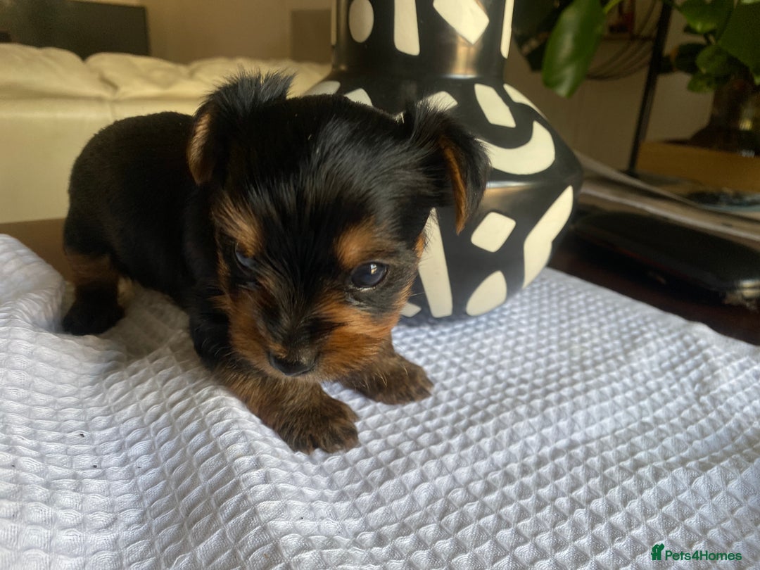 Yorkshire Terrier dogs for sale: Yorkshire Terrier puppies  - Image 10