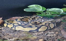 Python Snake reptiles for sale: Female Ball python & full set up included  - Image 4