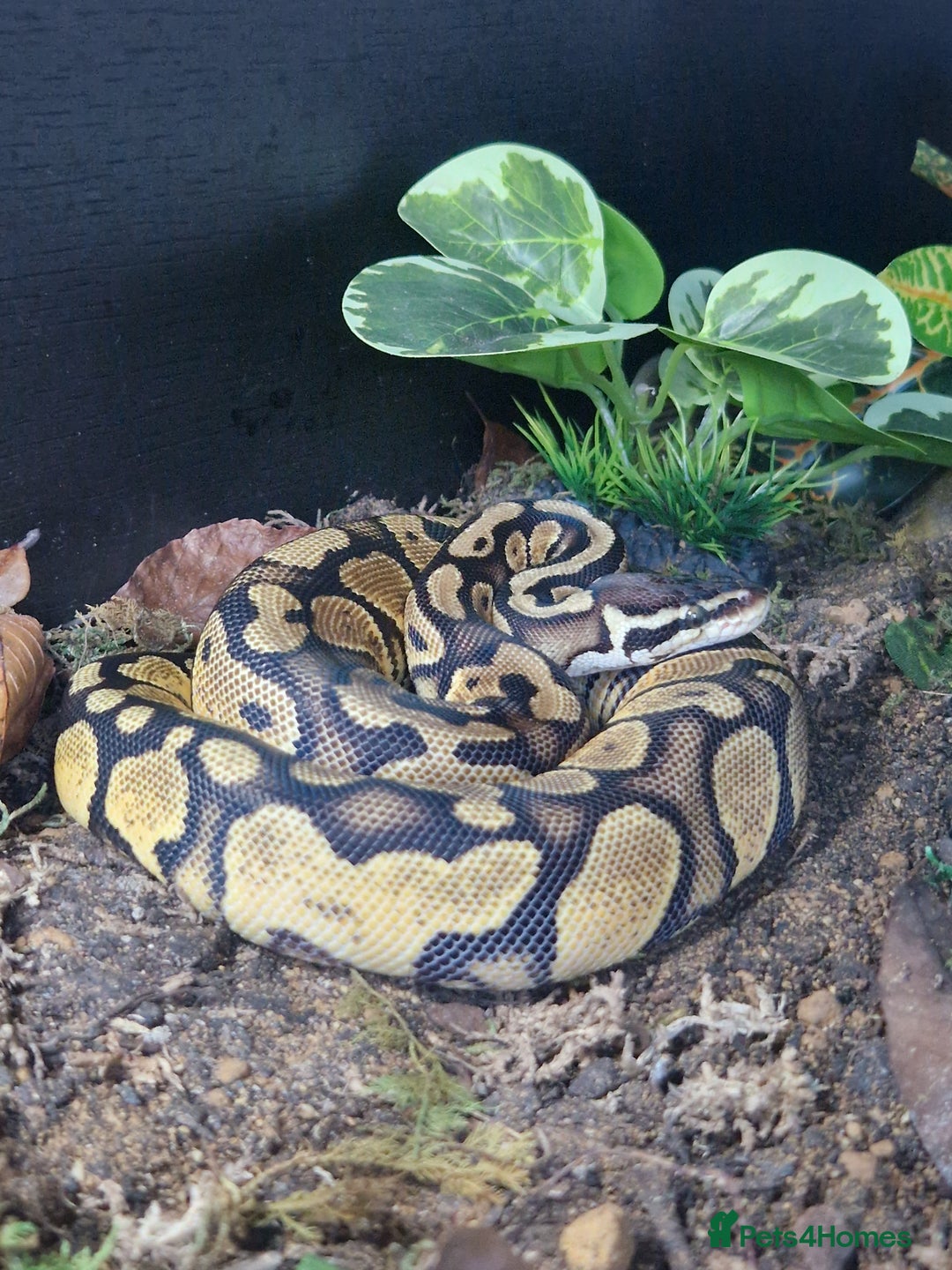 Python Snake reptiles for sale: Female Ball python & full set up included  - Image 4