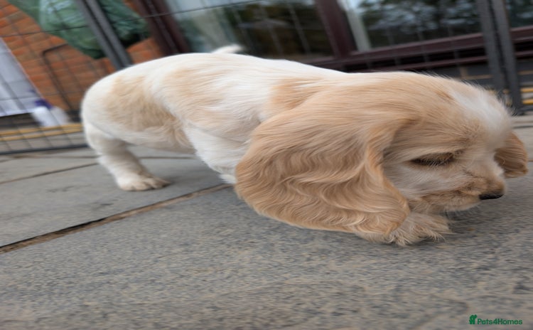 Cocker Spaniel dogs - Advert 2