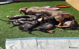 Miniature Dachshund dogs for sale: Male Silver Dapple Miniature Dachshund's  - Image 4