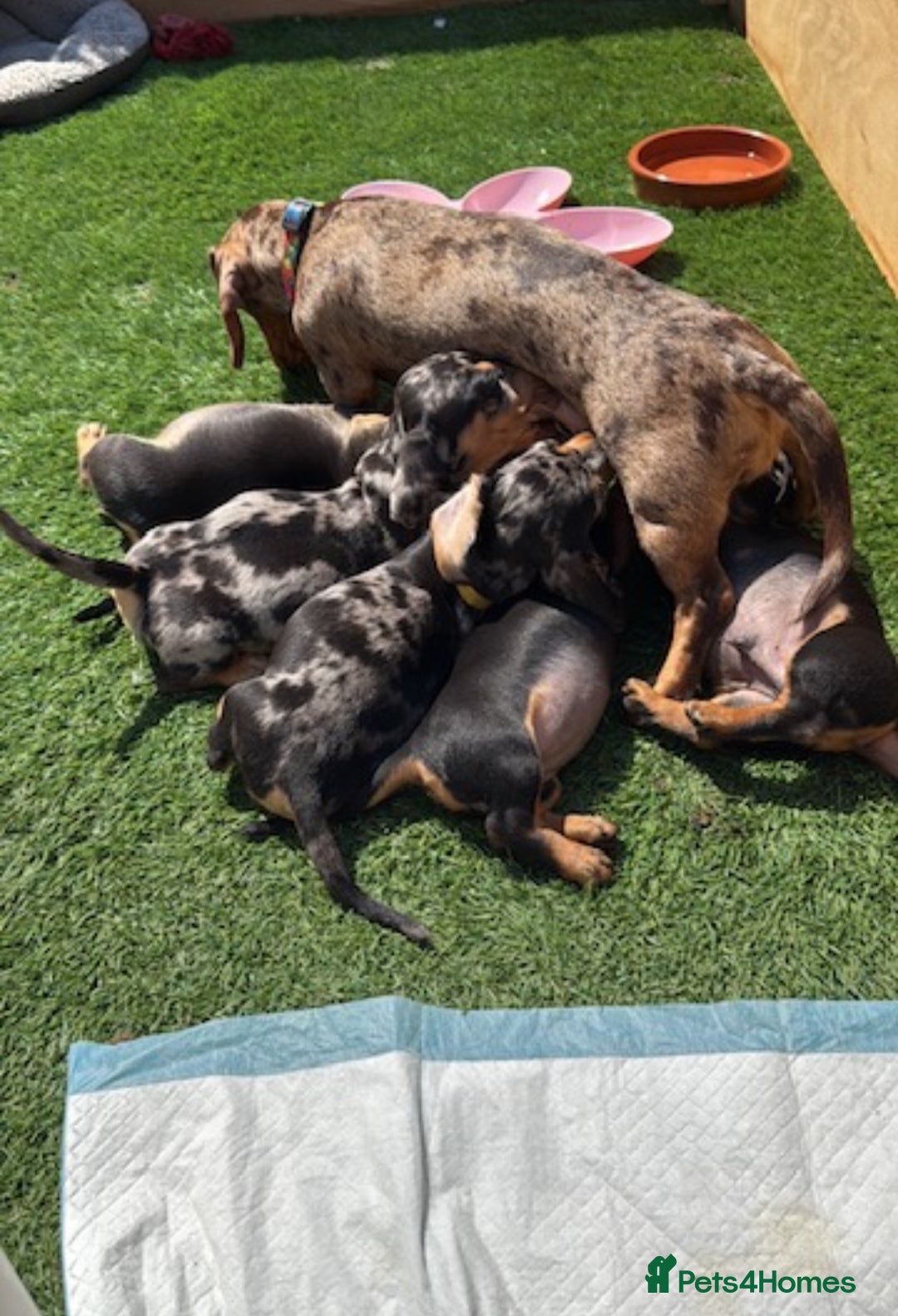 Miniature Dachshund dogs for sale: Male Silver Dapple Miniature Dachshund's  - Image 4