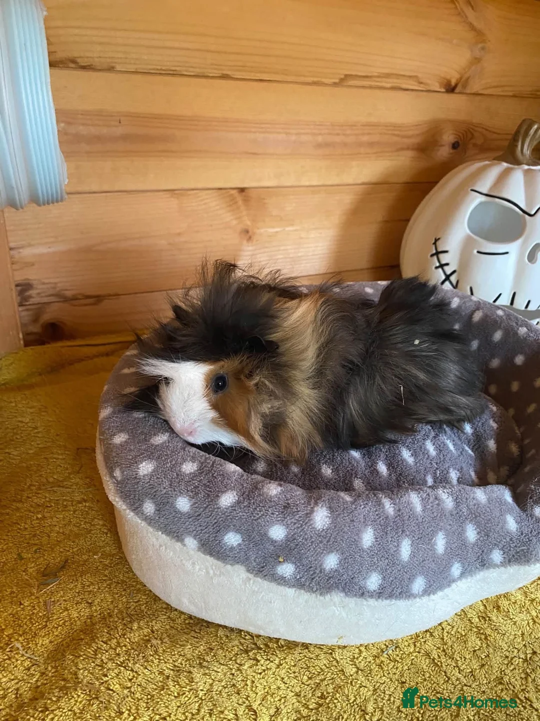 Guinea Pig rodents for sale: 2 male guinea pigs available in Retford - Advert 1