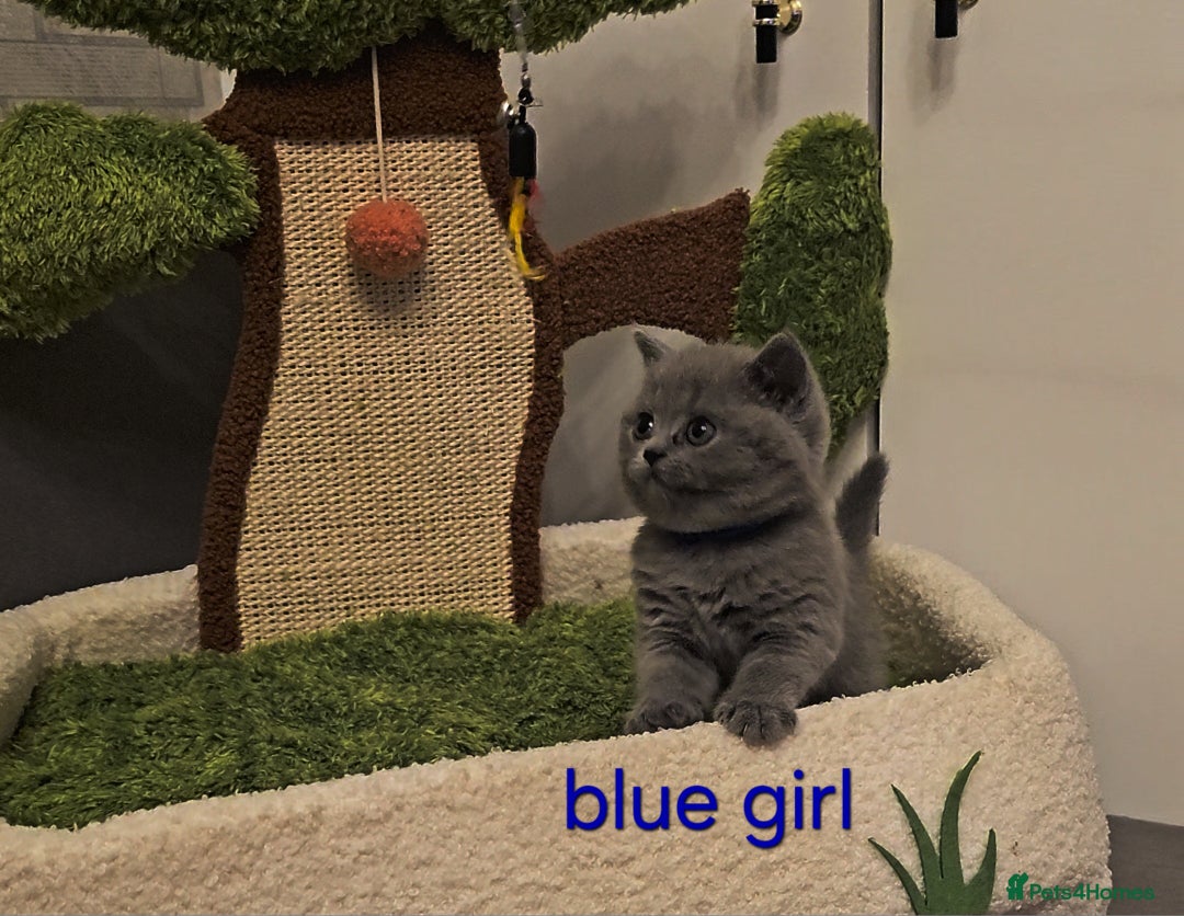 British Shorthair cats for sale: British Shorthair kitten's, GCCF pedigree - Advert 20