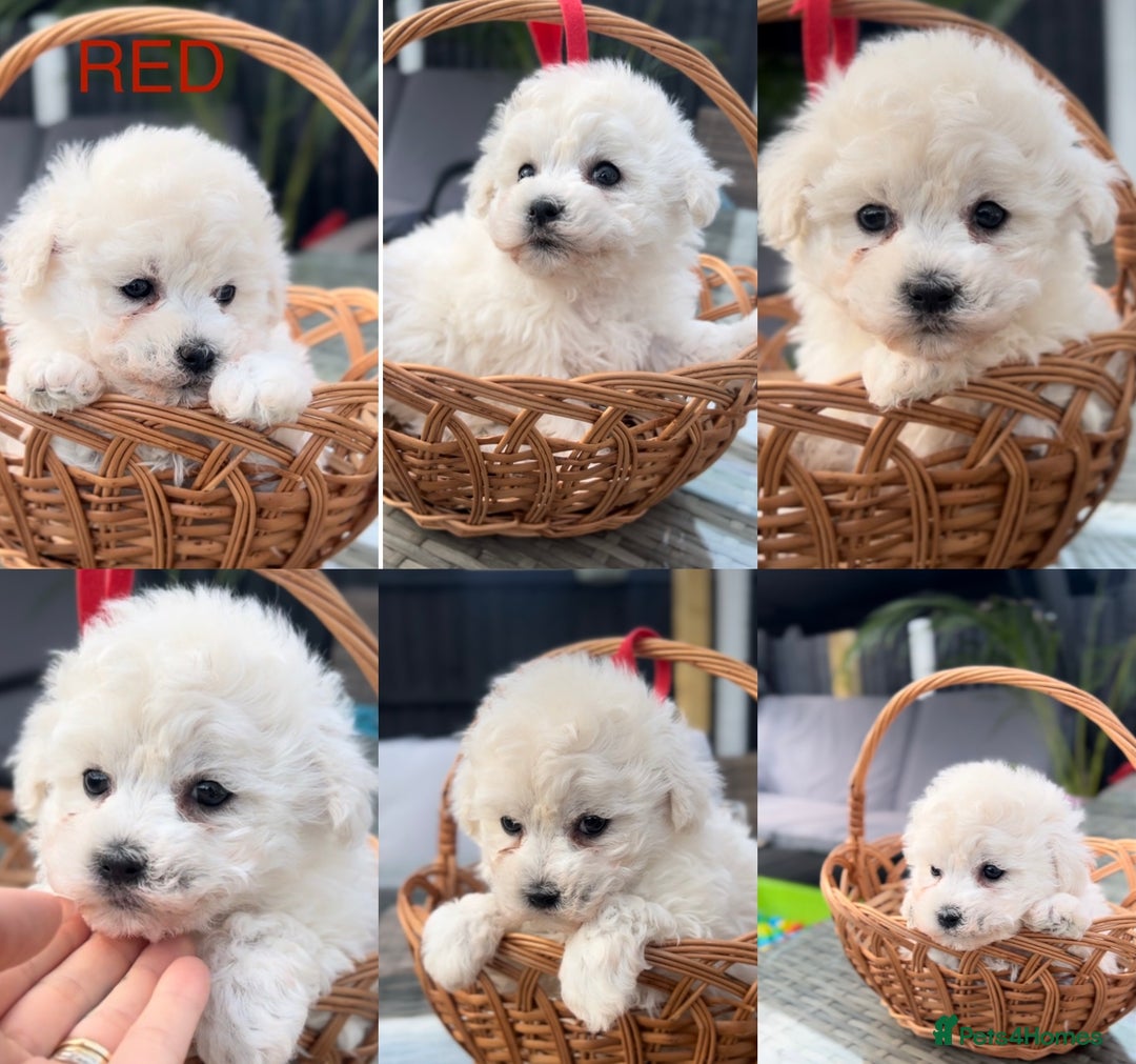 Bichon Frise dogs for sale: Beautiful Bichon Frise only 1 available  - Image 12
