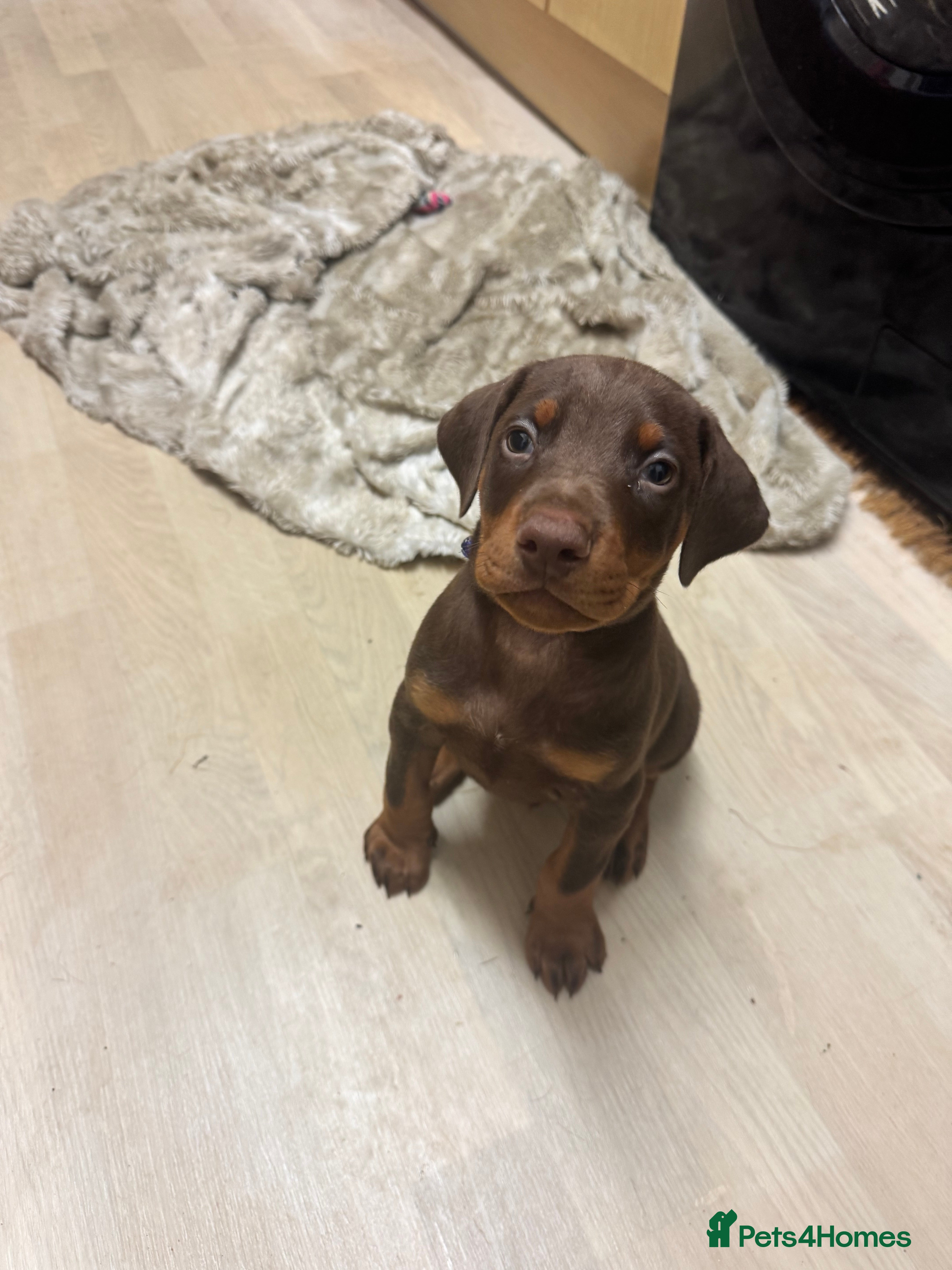 Dobermann dogs KC Registered Doberman puppies READY NOW 8 weeks  - Advert 2