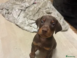 Dobermann dogs KC Registered Doberman puppies READY NOW 8 weeks - Advert 2