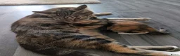 Mixed Breed cats for sale: Kitten  - Advert 2
