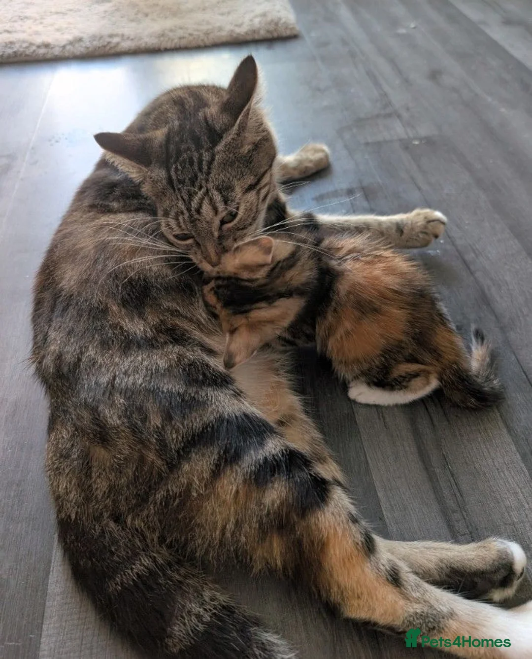 Mixed Breed cats for sale: Kitten  - Advert 2
