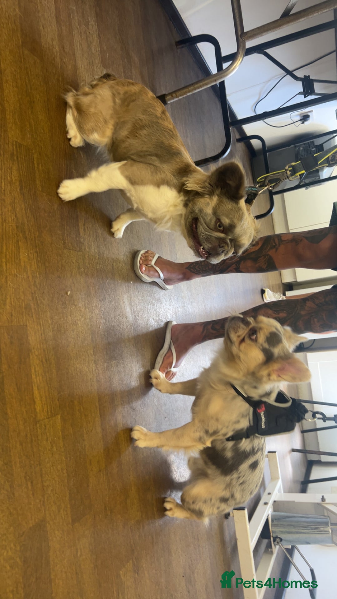 French Bulldog dogs for sale: Rare lilac and tan pied stunning visual fluffy  - Image 4