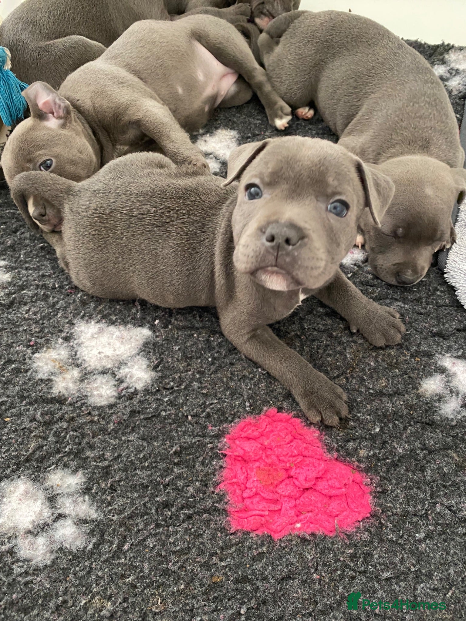 Staffordshire Bull Terrier dogs World renowned Samtan Blue Dozer Pups  - Advert 7
