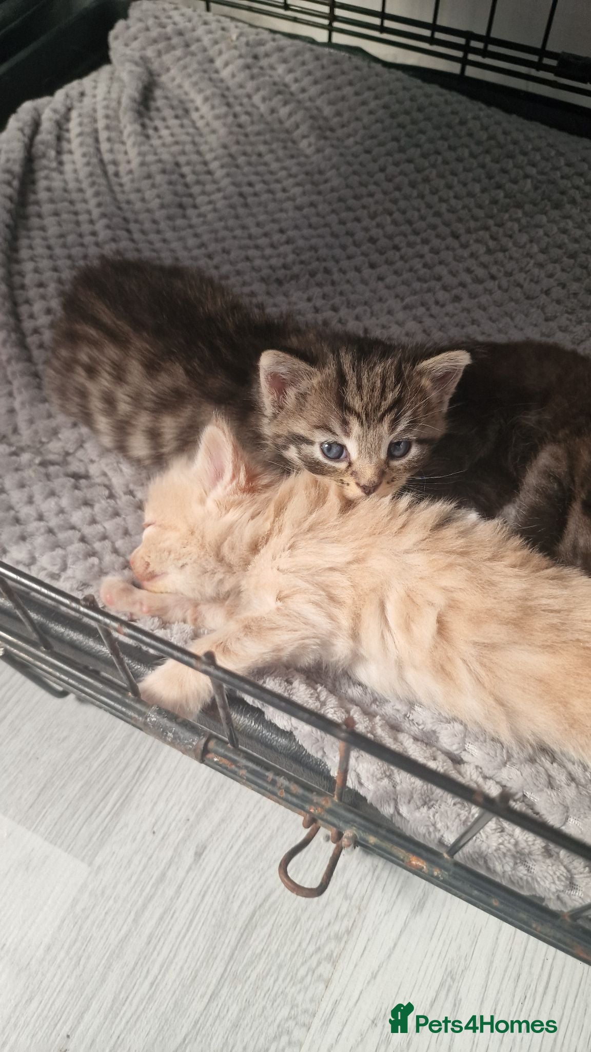 Mixed Breed cats 3 beautiful kittens looking for new home - Advert 2
