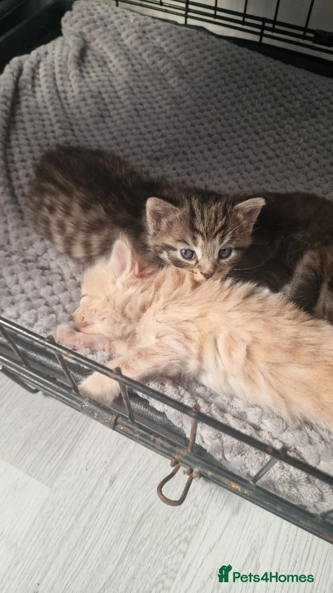 Mixed Breed cats for sale: 3 beautiful kittens looking for new home - Advert 1